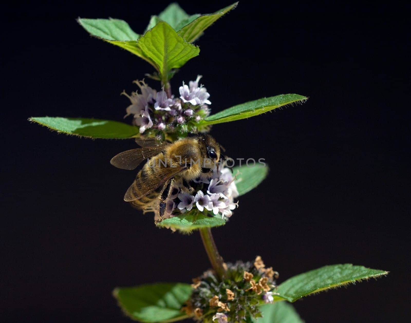Biene  Apis, mellifera  Honigbiene  Insekt  Pfefferminze, Mentha piperita