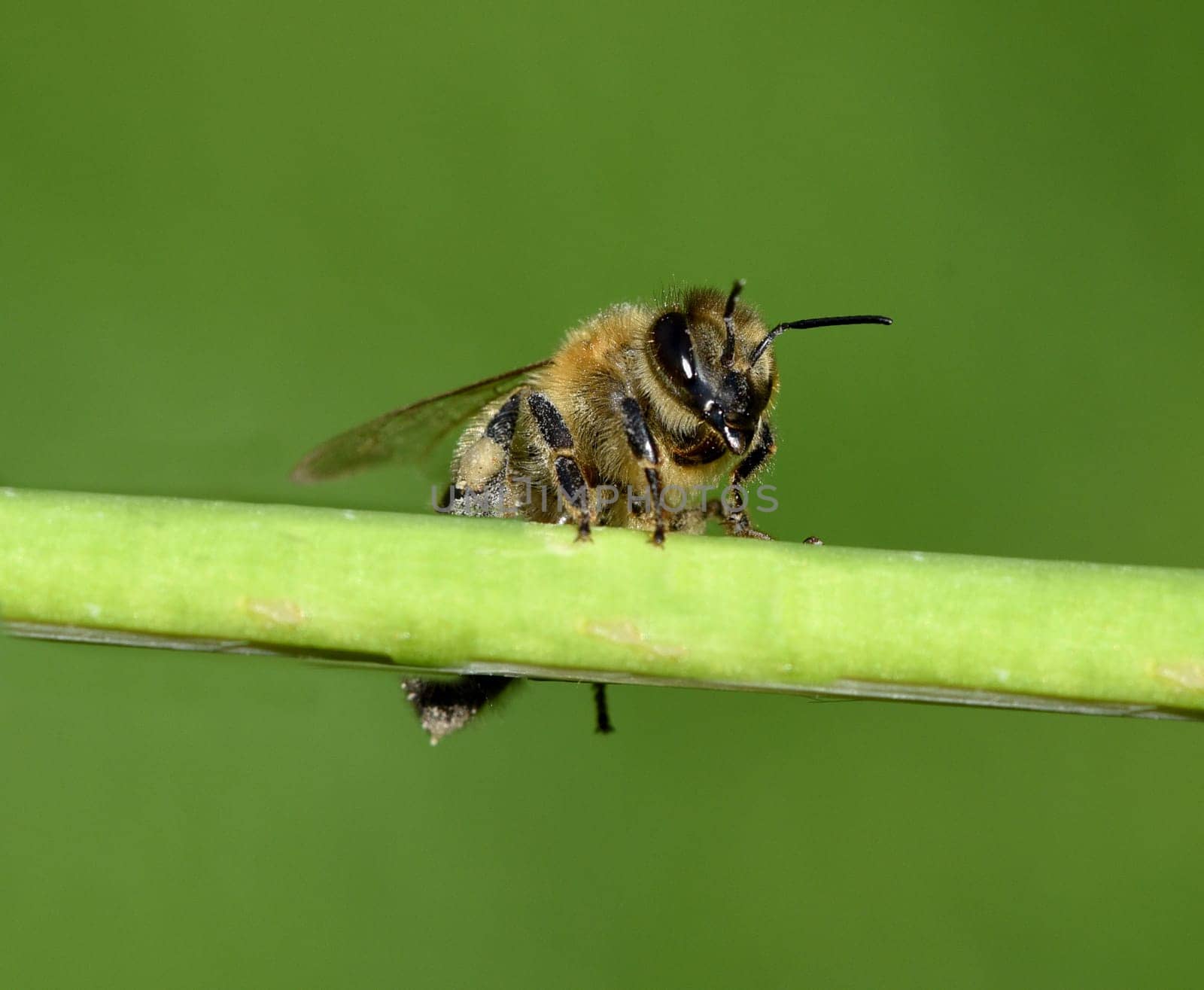 Honigbiene, Apis mellifera, ist ein wichtiges Insekt zur Bestaeubung von Pflanzen und zum Sammeln von Honig. Honey bee, Apis mellifera, is an important insect for pollinating plants and collecting honey.