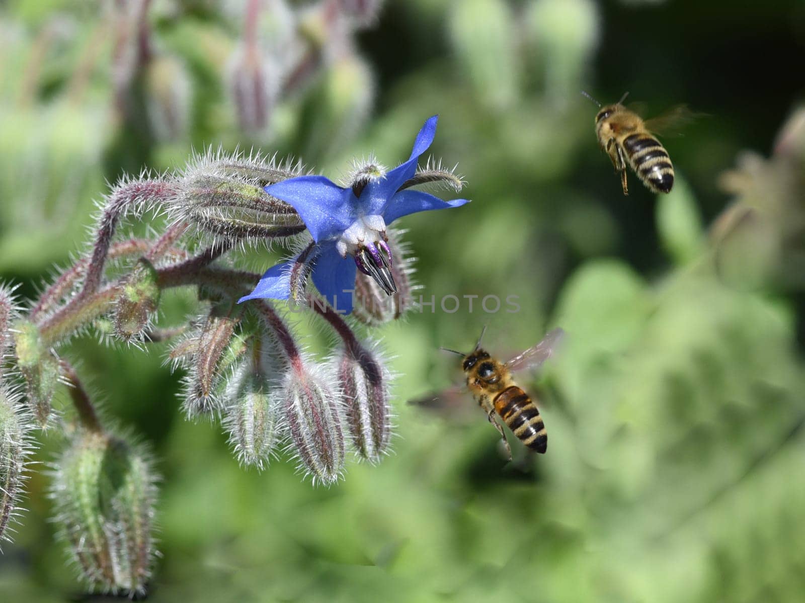 Borretsch, Borago officinalis, ist eine wichtige Heil- und Medizinalpflanze und wird gerne von Bienen besucht. Das Kuechenkraut wird auch in der Frankfurter Gruene Sosse verwendet. Borage, Borago officinalis, is an important medicinal and medicinal plant and is popular with bees. The kitchen herb is also used in the Frankfurt green sauce.