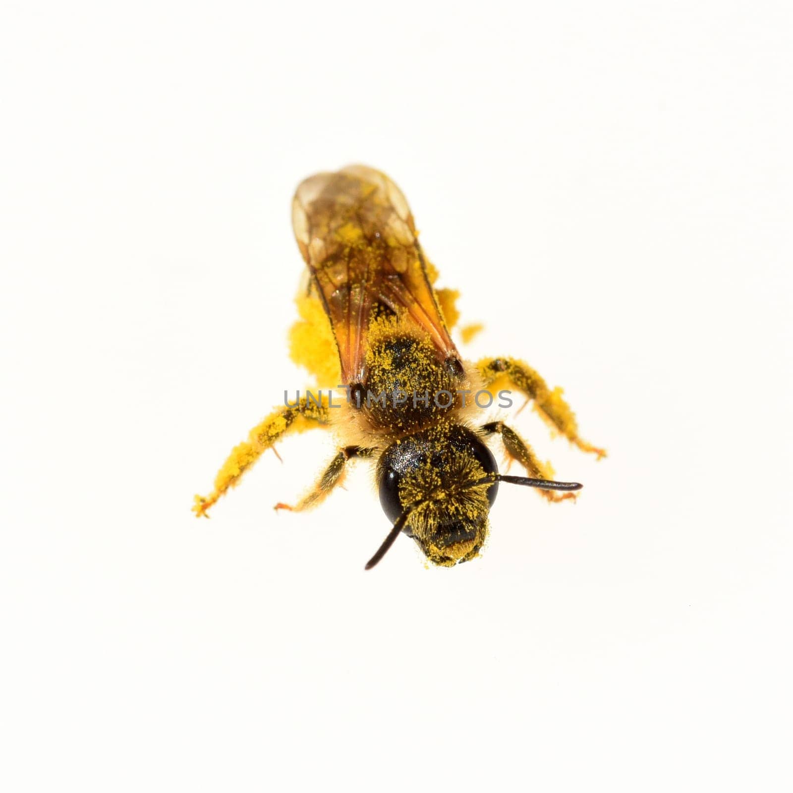 Biene, Pollen, Apis, mellifera