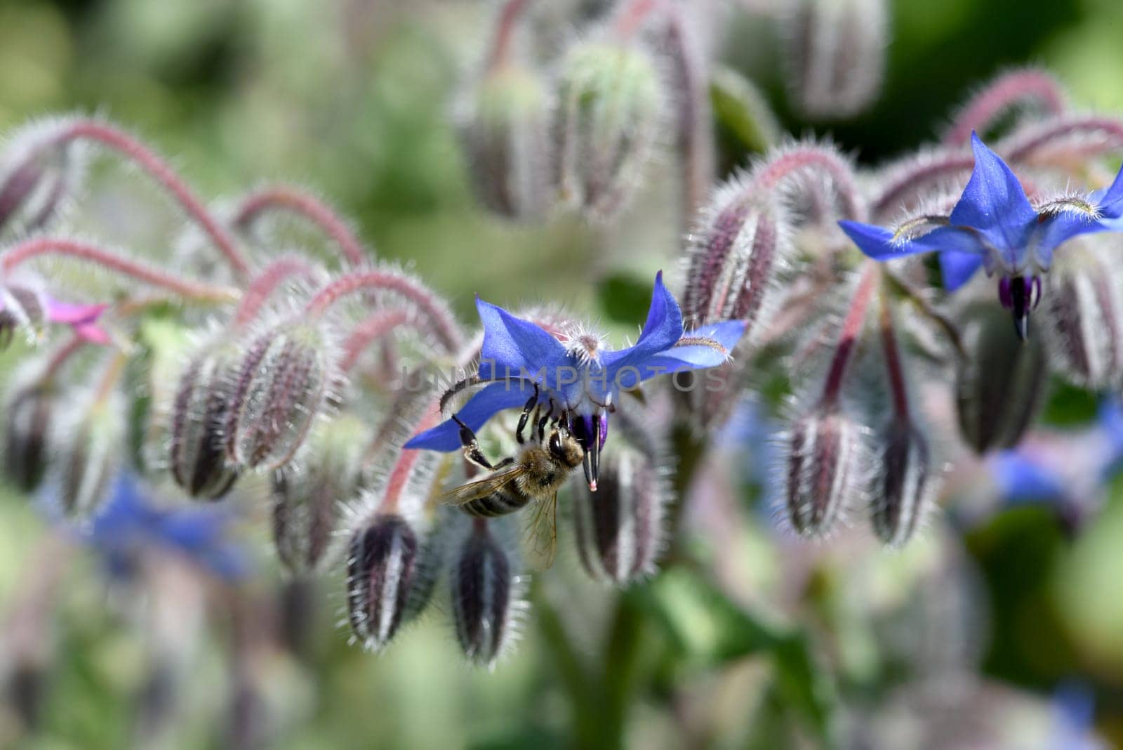 Borretsch, Borago officinalis, ist eine wichtige Heil- und Medizinalpflanze und wird gerne von Bienen besucht. Das Kuechenkraut wird auch in der Frankfurter Gruene Sosse verwendet. Borage, Borago officinalis, is an important medicinal and medicinal plant and is popular with bees. The kitchen herb is also used in the Frankfurt green sauce.
