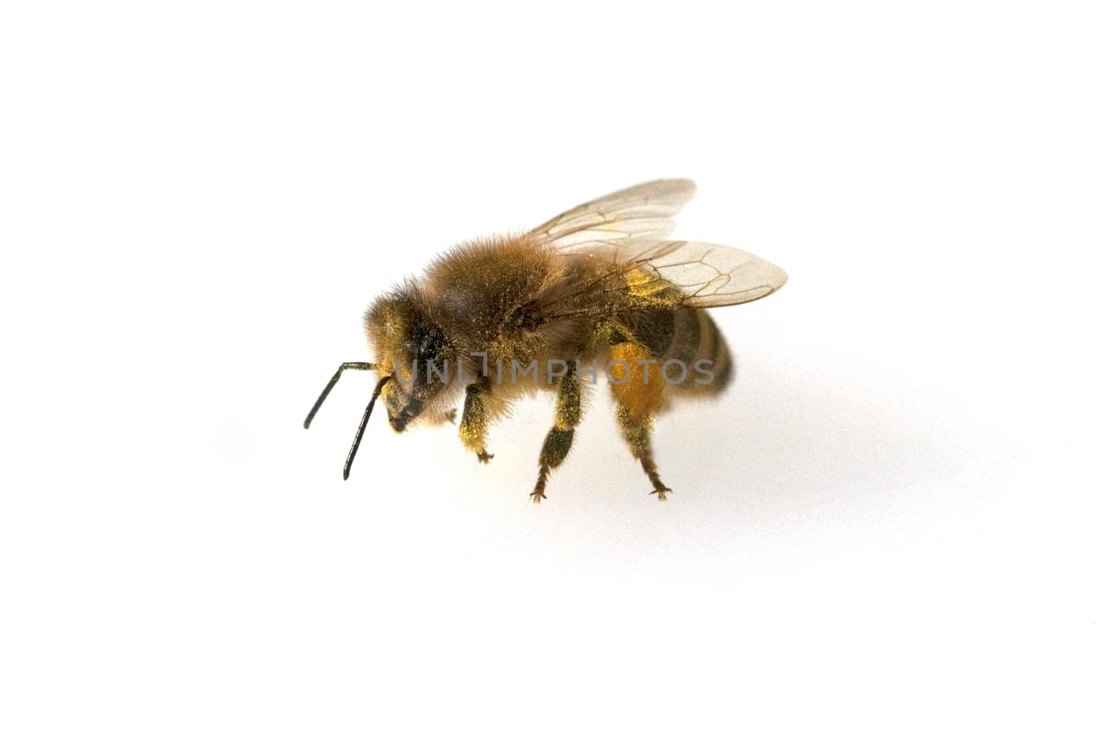 Biene  Pollenhoeschen  Apis
