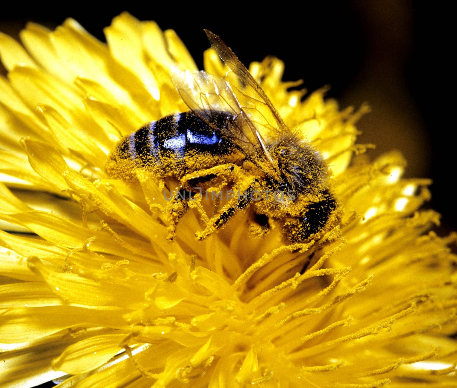 Biene  Apis, mellifera  Honigbiene, Loewenzahn  Taraxacum, officinale
