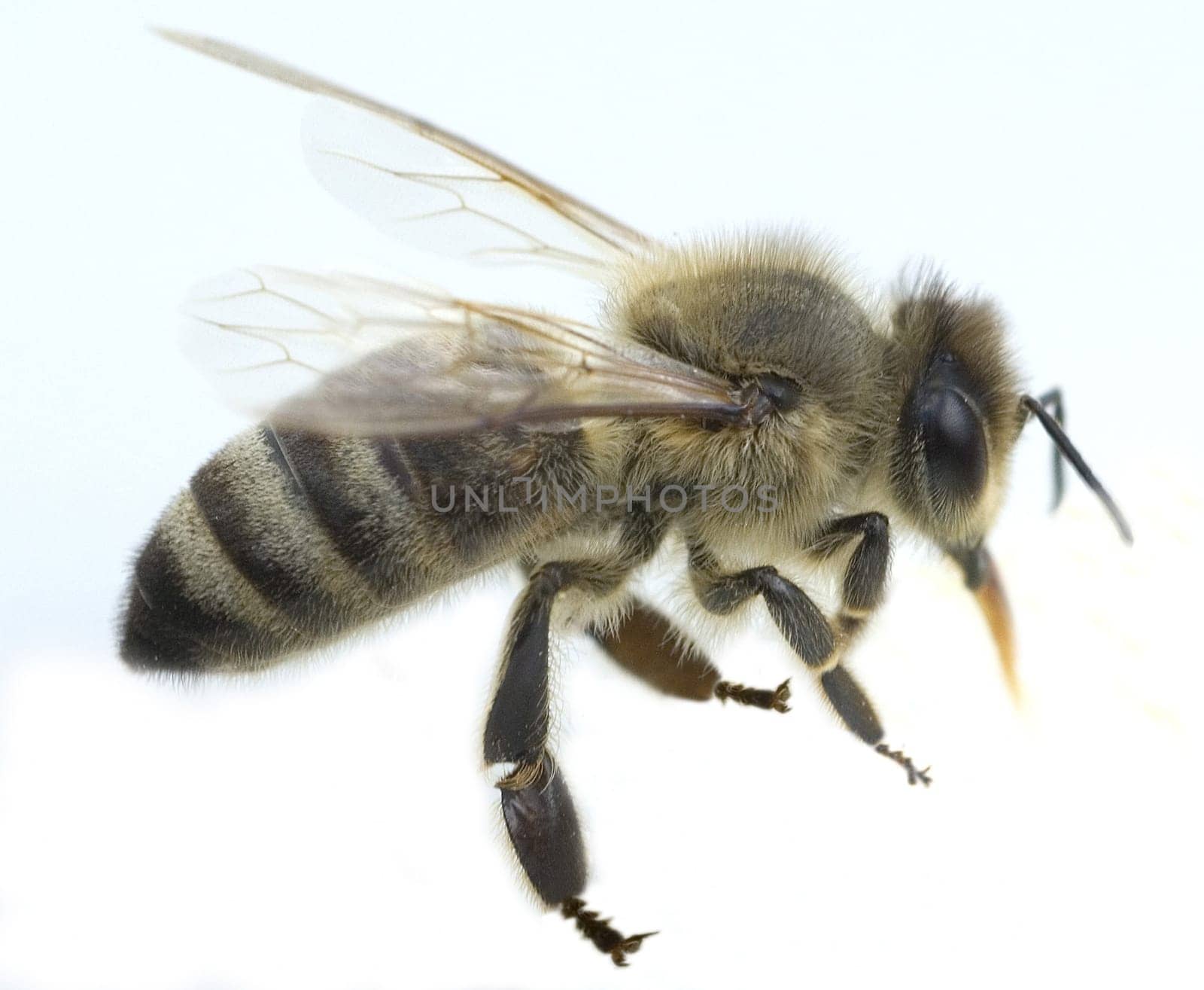 Biene  Apis, mellifera  Honigbiene