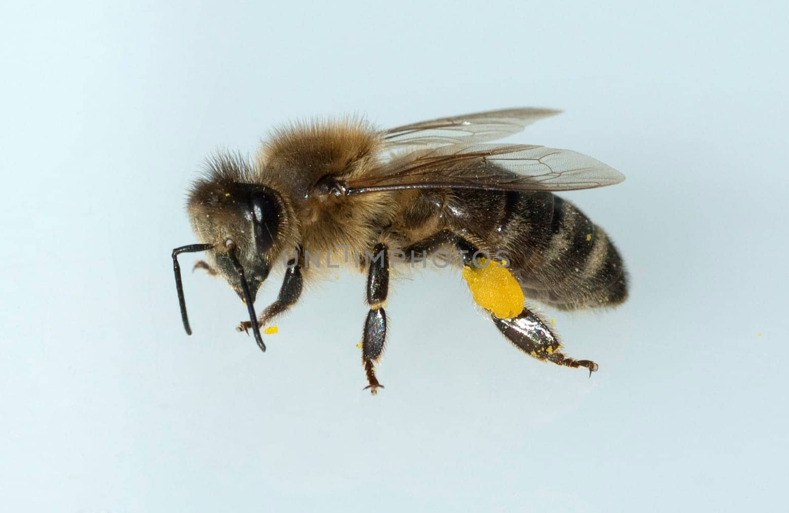 Biene  Pollenhoeschen