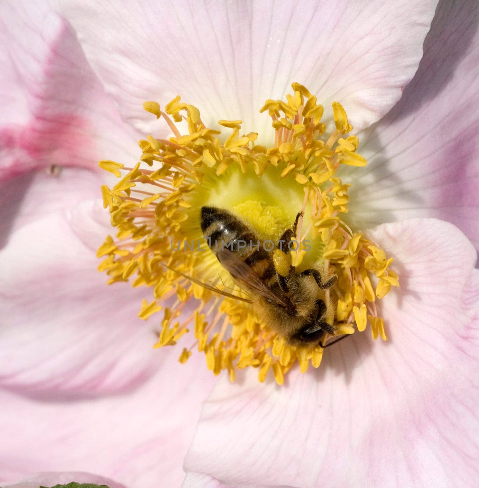 Biene  Apis mellifera