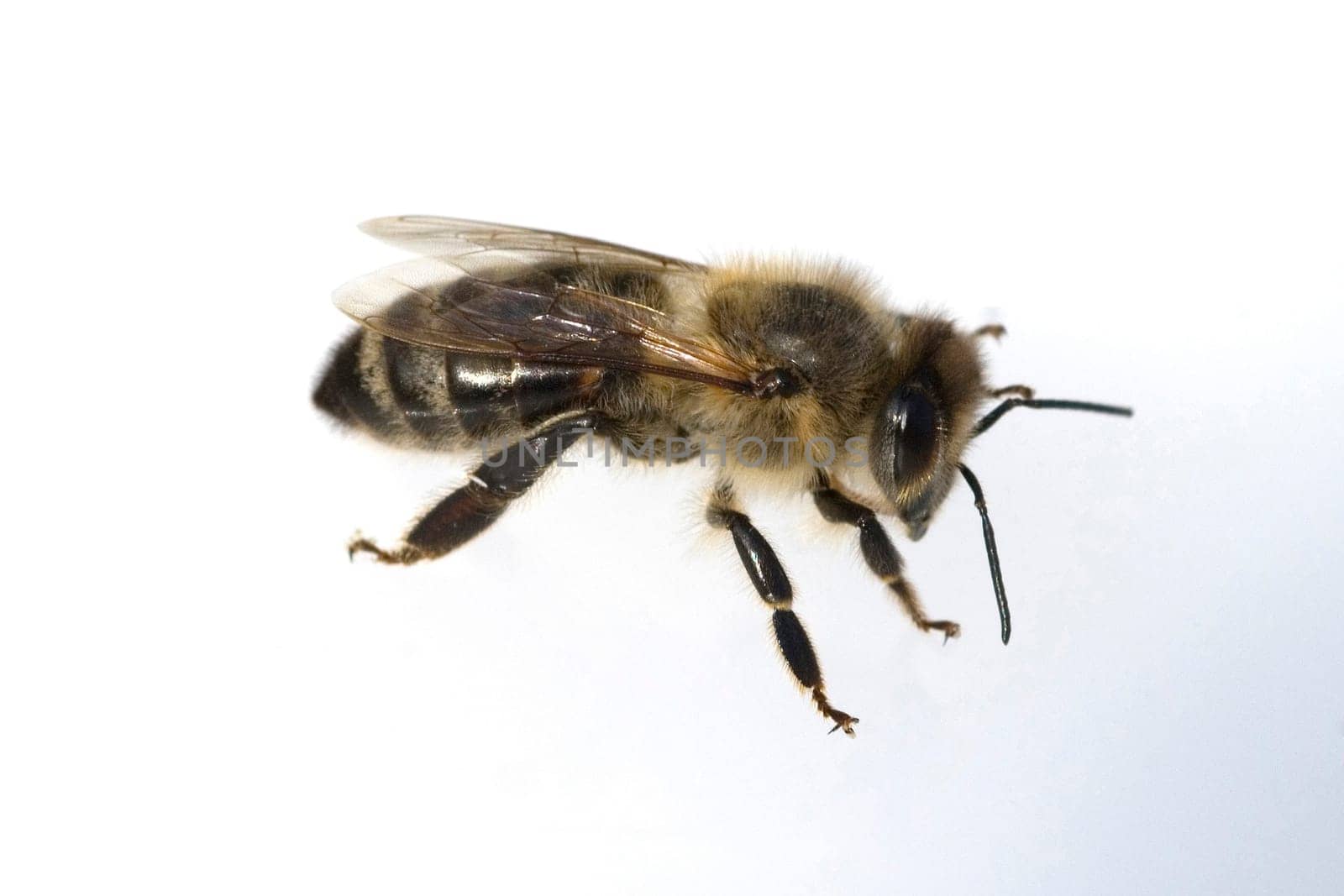 Biene  Apis, mellifera  Honigbiene, -