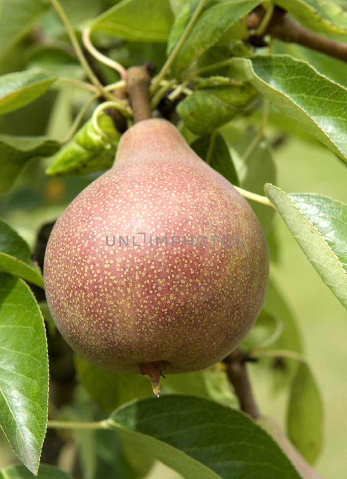 Birne, Clapps Liebling, Birnensorte, Birne, Kernobst, Obst