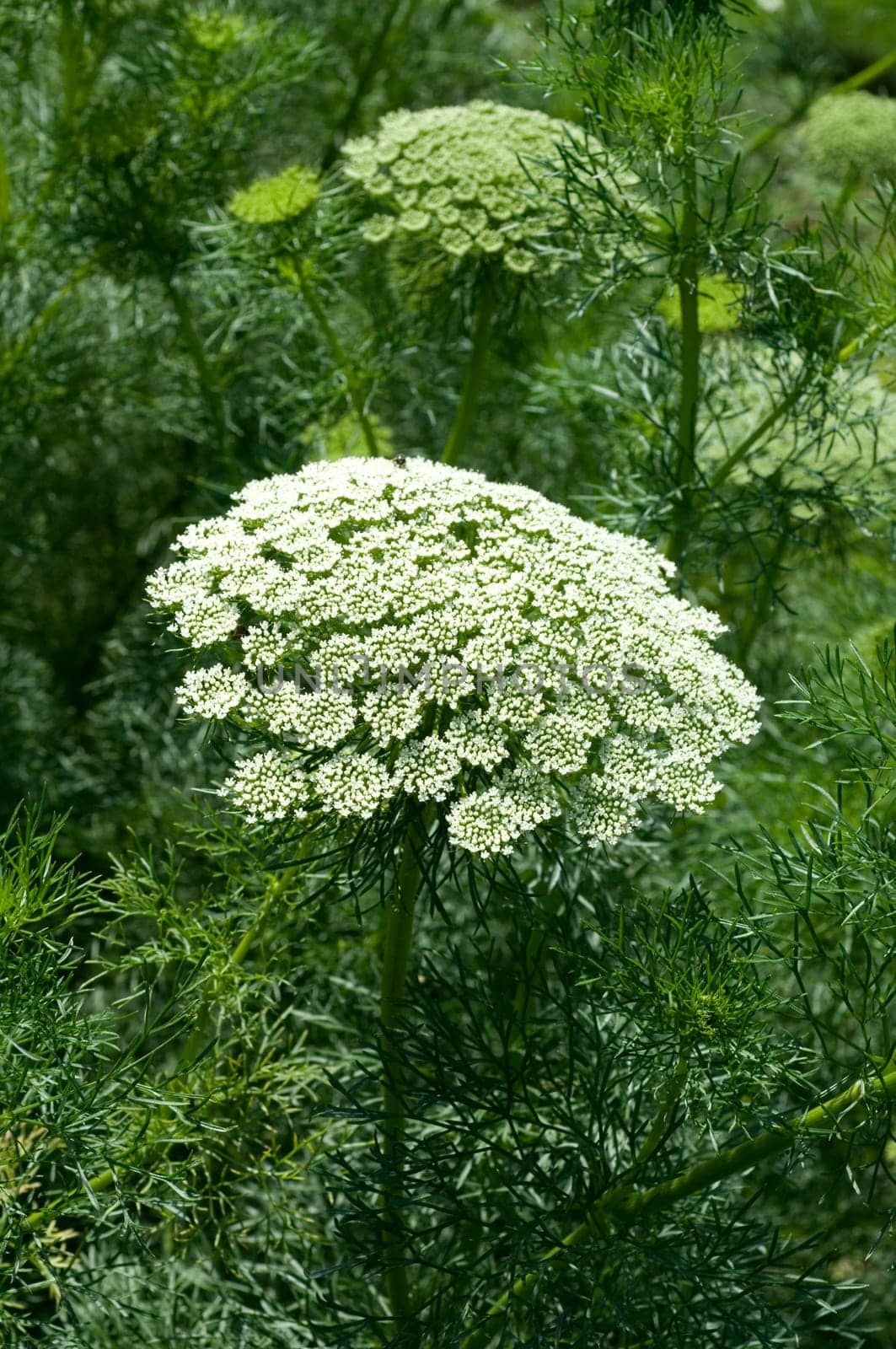 Bischofskraut  Ammi visnaga, Heilpflanzen