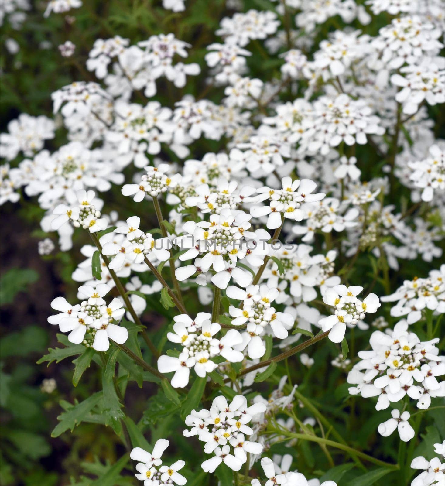 Bittere, Schleifenblume, Iberis, amara
