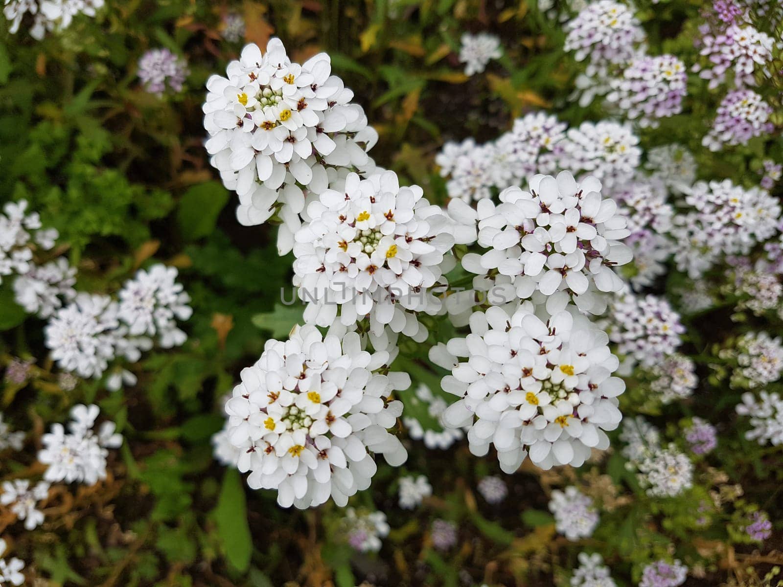 Bittere, Schleifenblume  Iberis  amara  Heilpflanze
