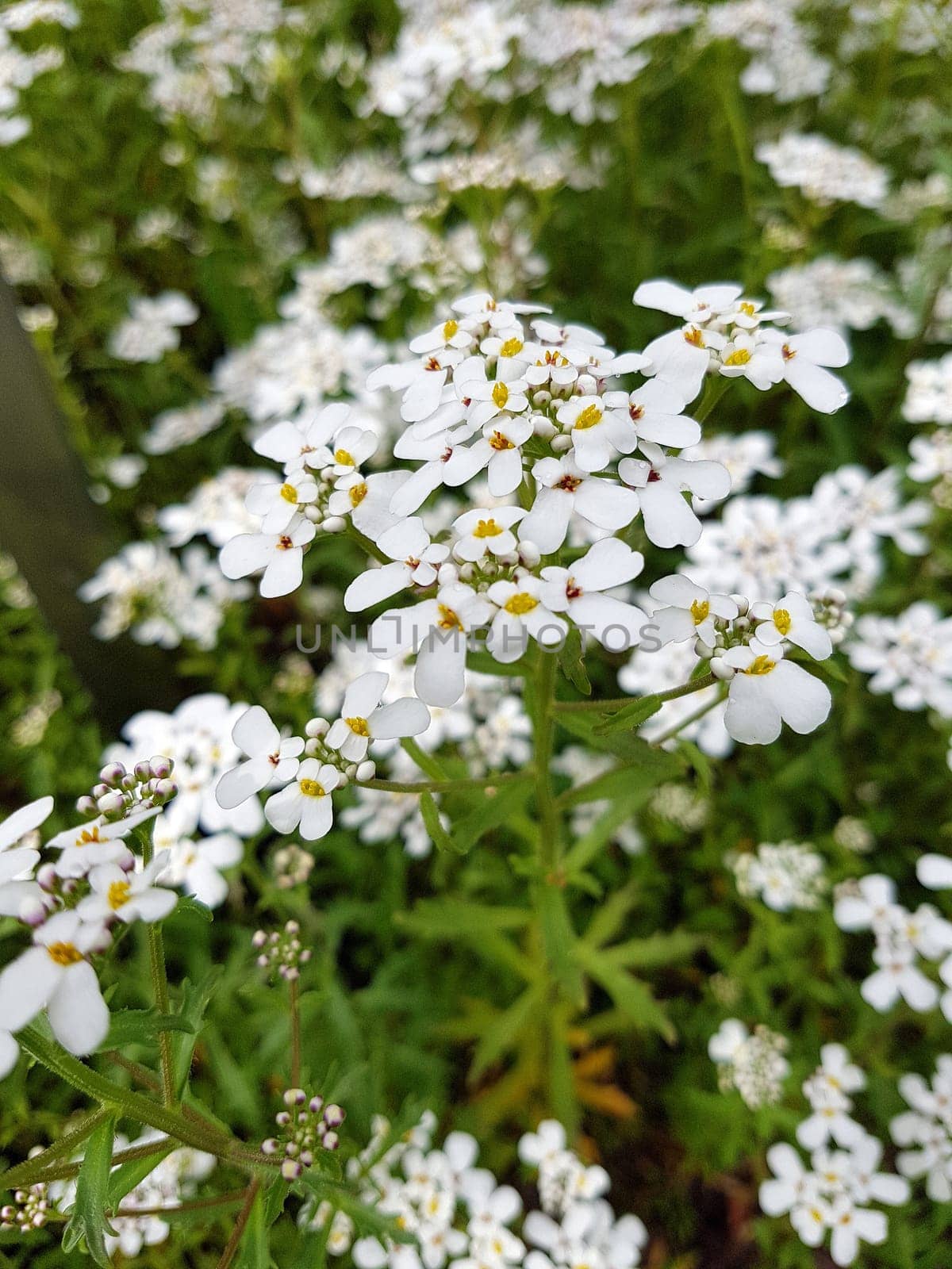 Bittere, Schleifenblume, Iberis, amara