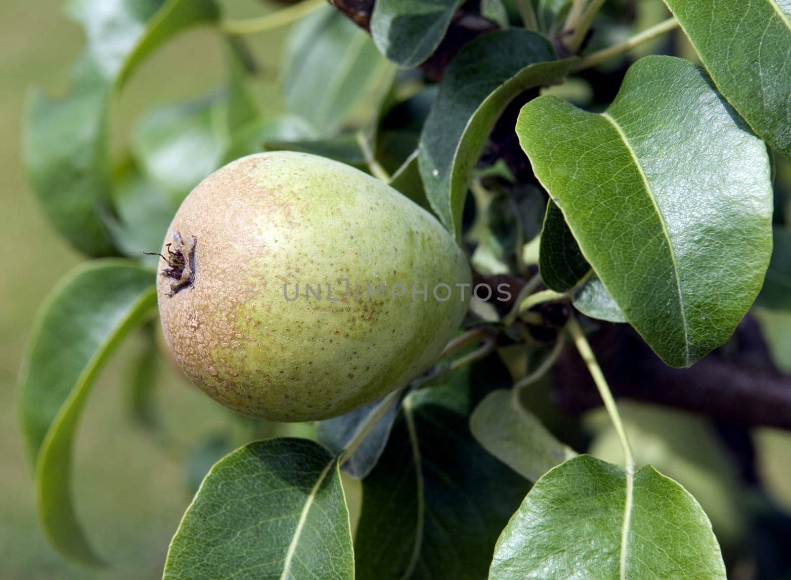 Birne, Graefin von Paris, Birnensorte, Birne, Kernobst, Obst