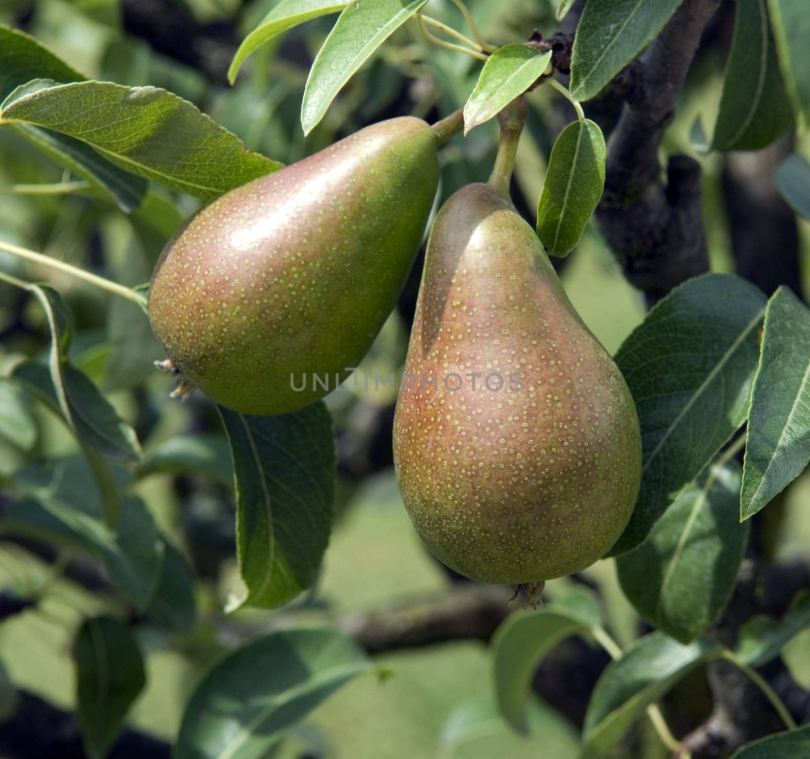 Birne, Gute Luise, Birnensorte, Birne, Kernobst, Obst