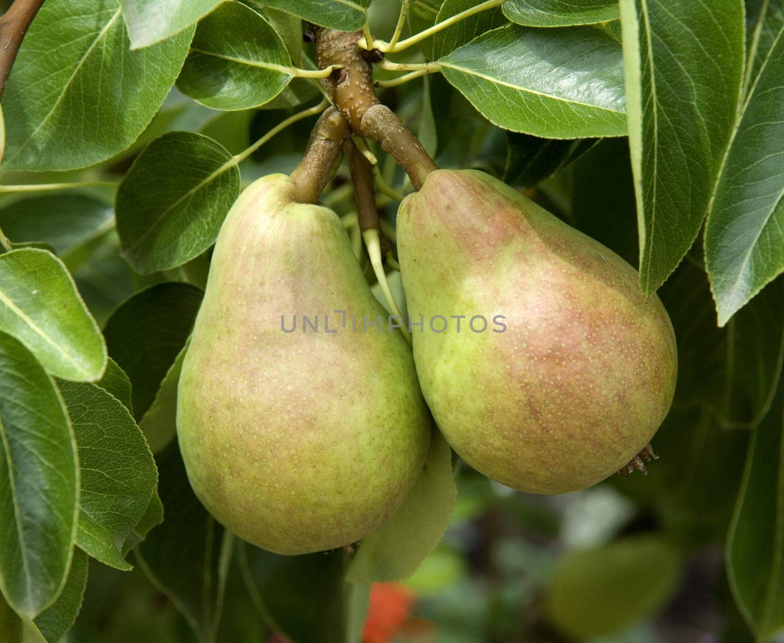 Birne, Williams Christ, Birnensorte, Birne, Kernobst, Obst