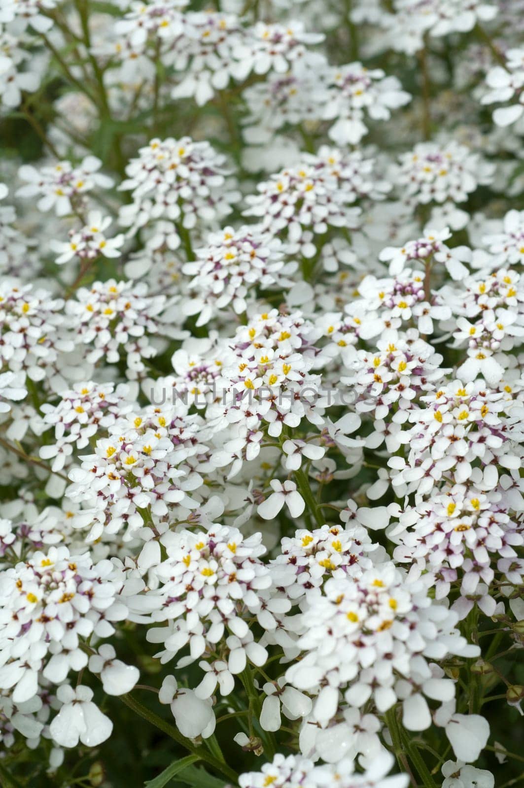 Bittere Schleifenblume, Iberis amara