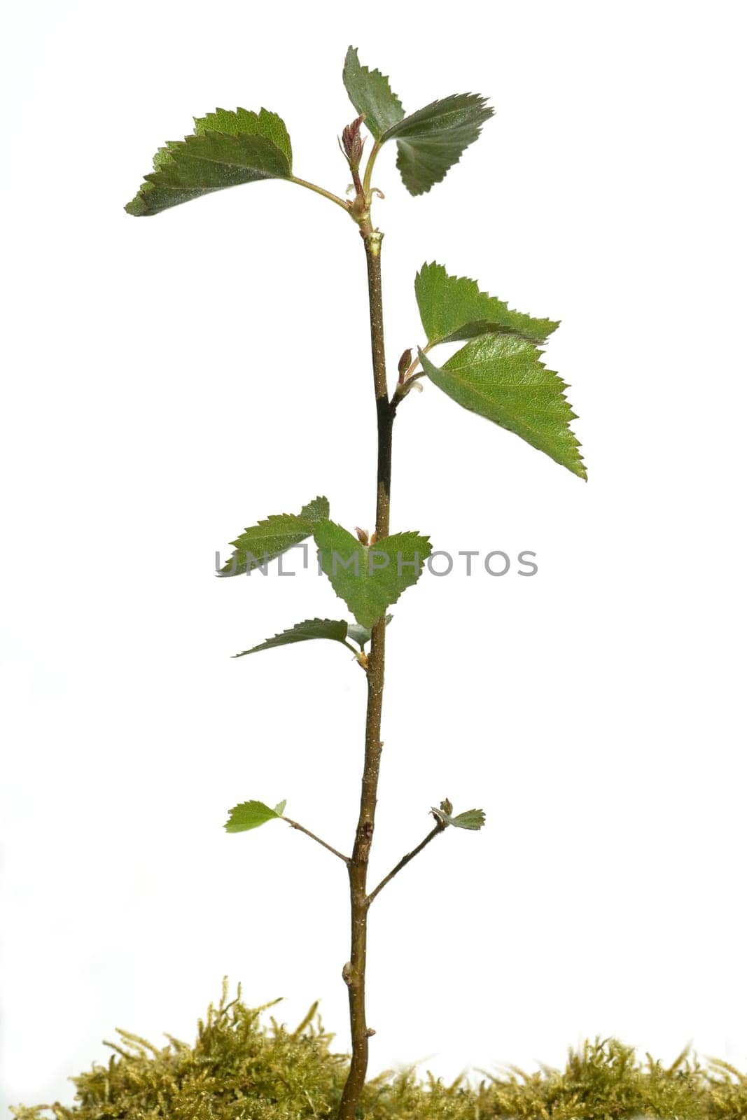 Birkenbaum  jungpflanze, Sproessling, Spross, Jungbaum