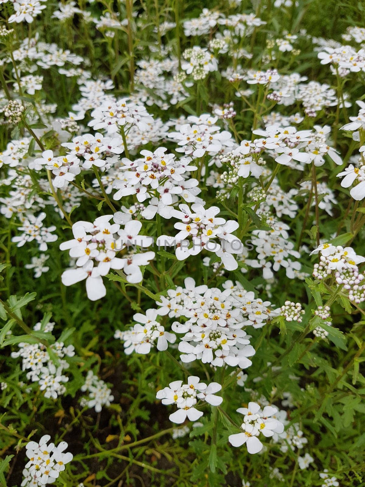 Bittere, Schleifenblume, Iberis, amara