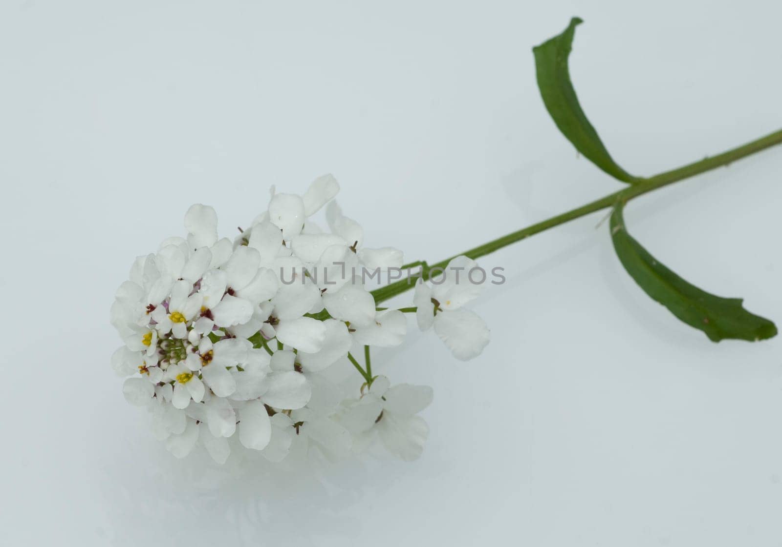 Bittere Schleifenblume, Iberis amara