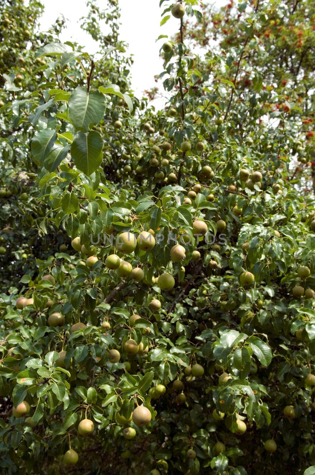 Birnenbaum