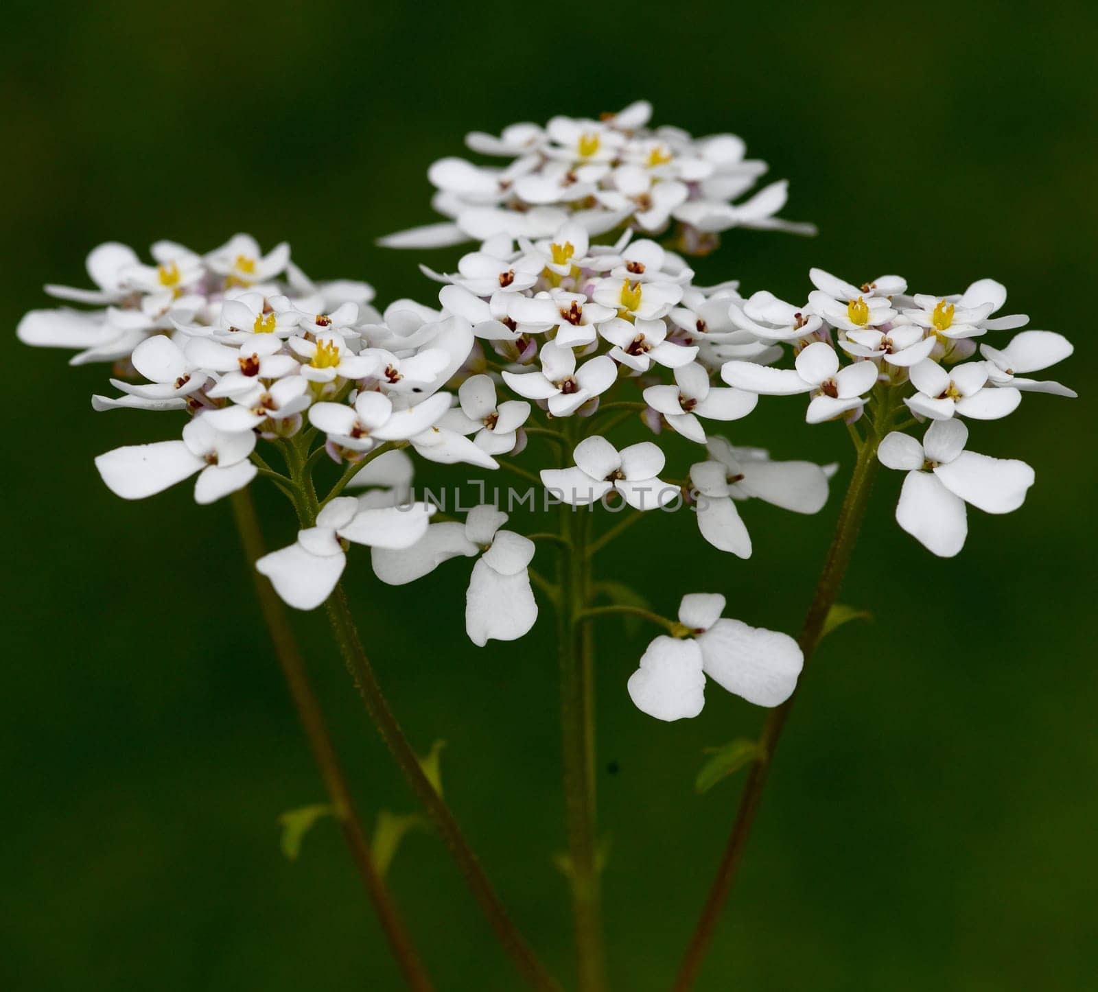 Bittere, Schleifenblume, Iberis, amara