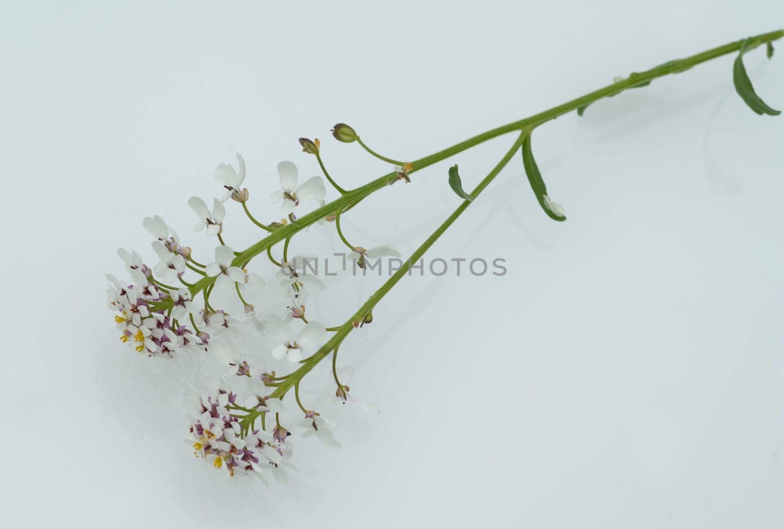 Bittere Schleifenblume, Iberis amara