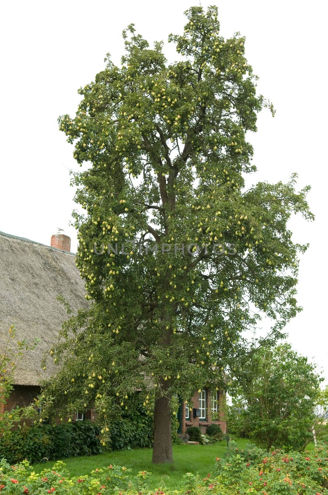 Birnenbaum