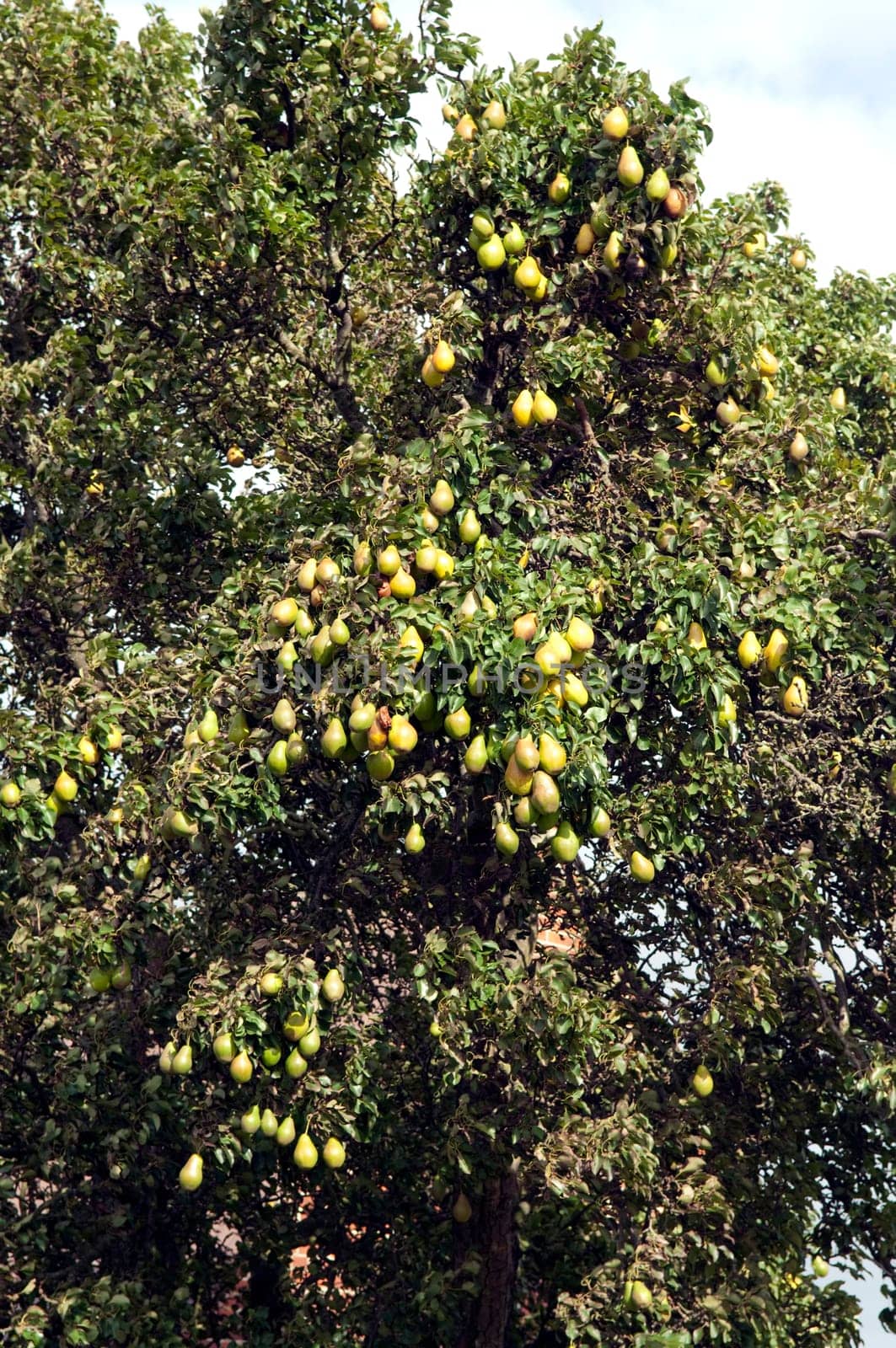 Birne, Pyrus communis