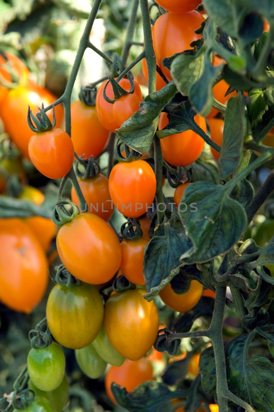 Birnentomate  Nugget  Eiertomaten