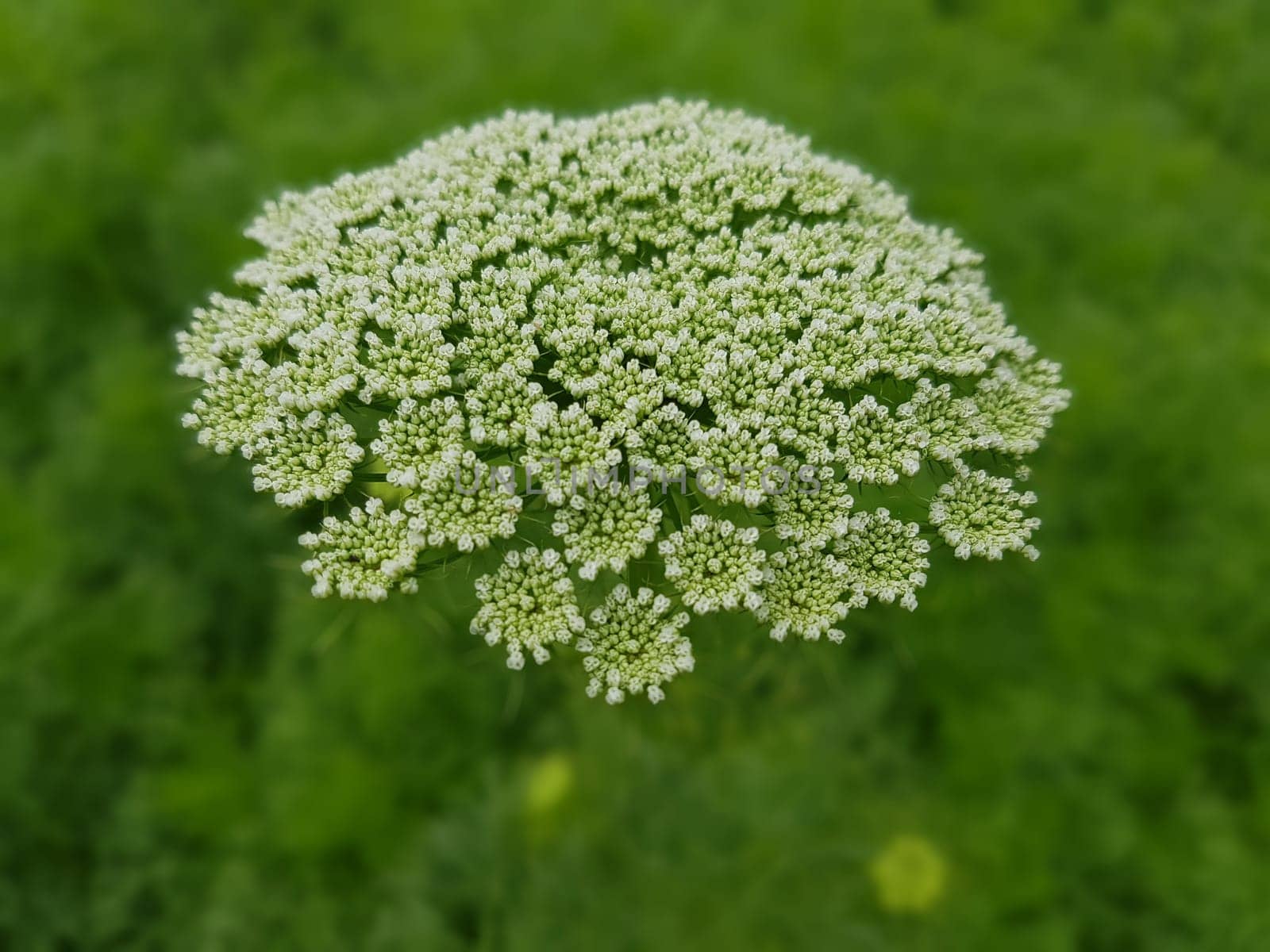 Bischofskraut  ivisnaga  Ammi  Khella  Zahnstocherkraut  Khellakraut  Heilpflanze