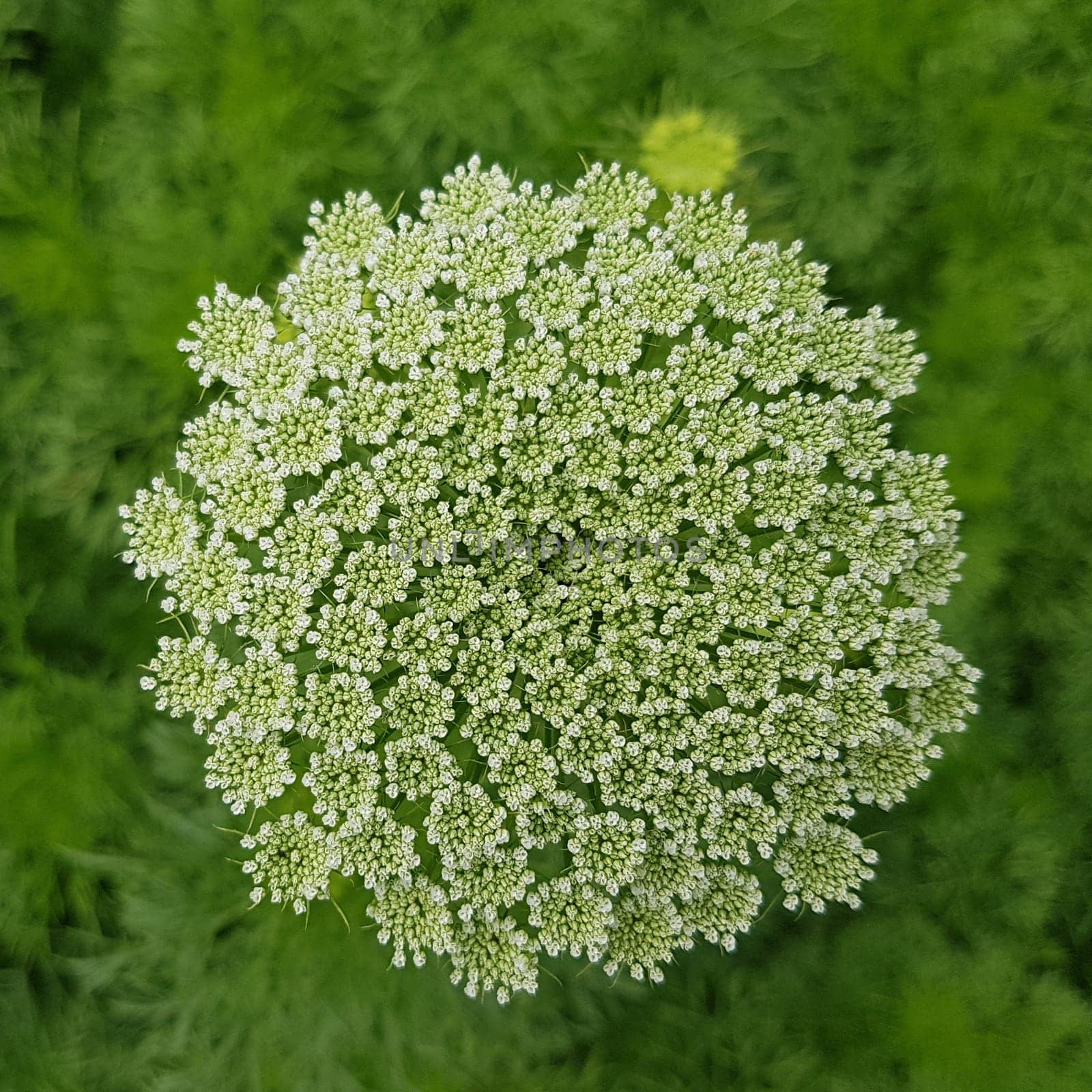 Bischofskraut  ivisnaga  Ammi  Khella  Zahnstocherkraut  Khellakraut  Heilpflanze