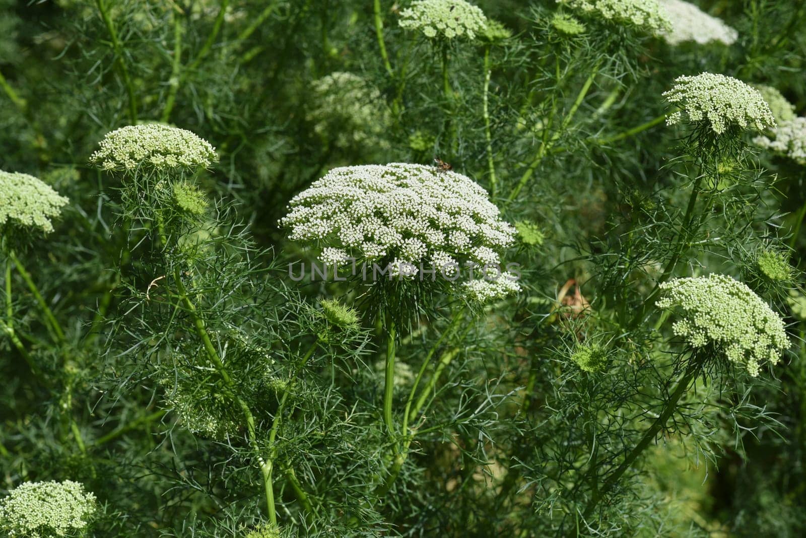 Bischofskraut ivisnaga Ammi Khella