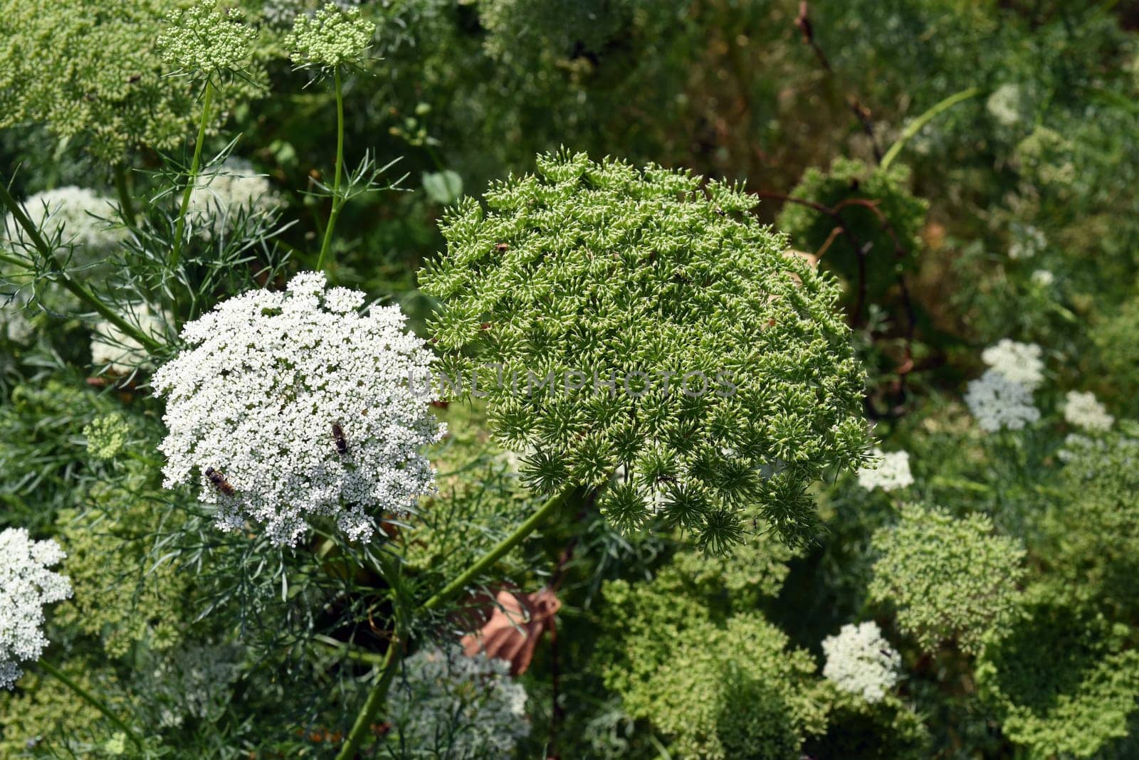 Bischofskraut, ivisnaga, Ammi, Khella