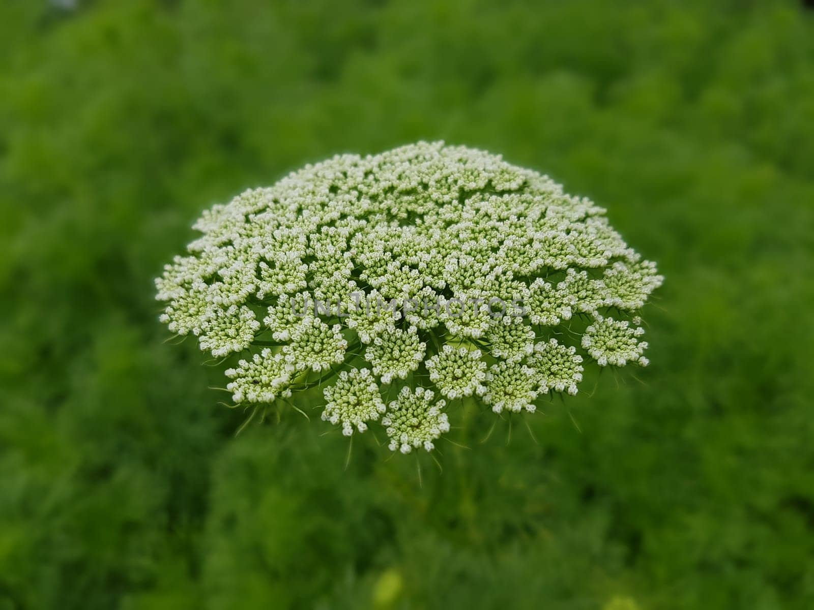Bischofskraut ivisnaga Ammi Khella Zahnstocherkraut Khellakraut Heilpflanze