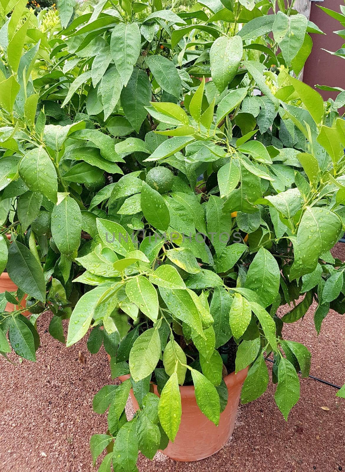 Bitterorange, Citrus aurantium, auch Pomeranze genannt, ist eine exotische Frucht. Bitter orange, Citrus aurantium, also called bitter orange, is an exotic fruit.