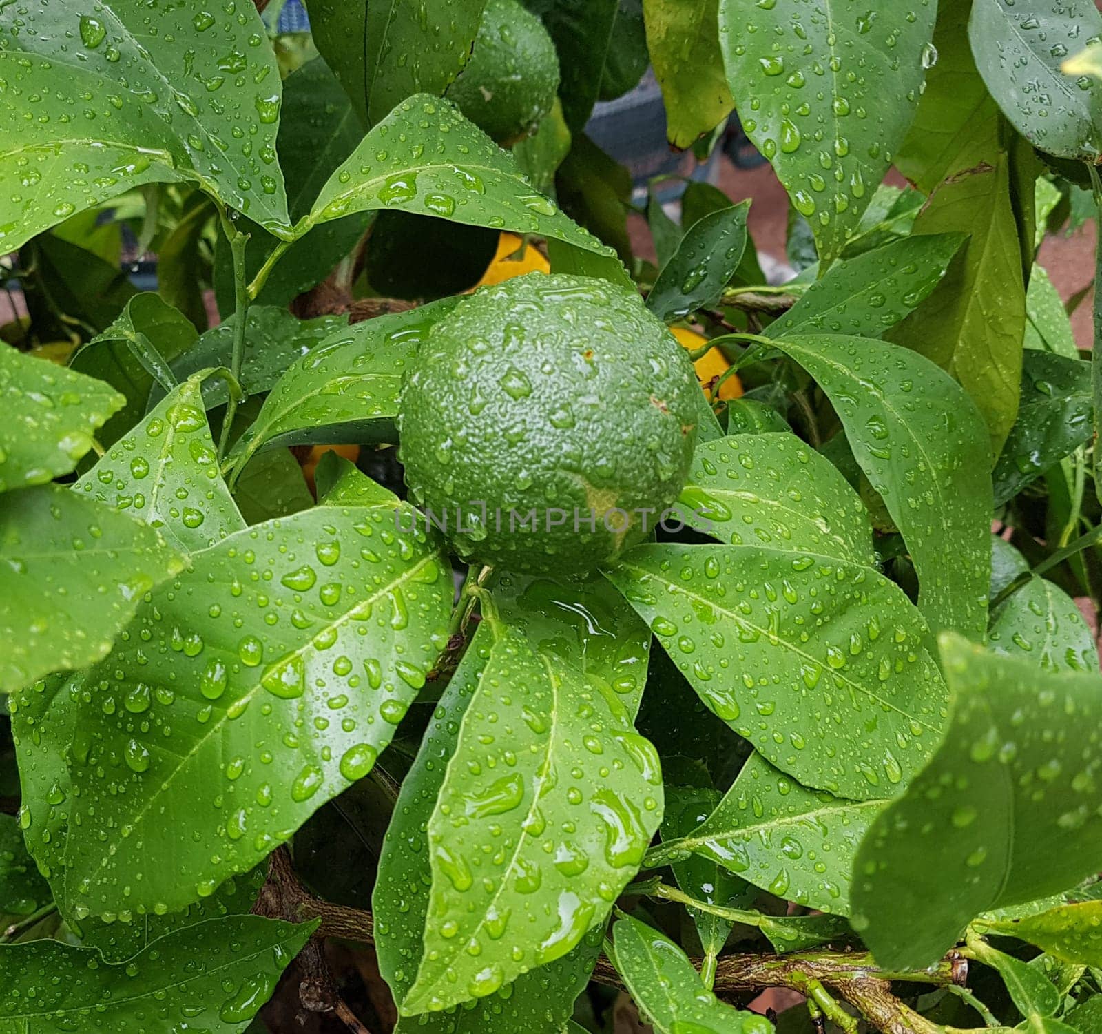 Bitterorange, Citrus aurantium, auch Pomeranze genannt, ist eine exotische Frucht. Bitter orange, Citrus aurantium, also called bitter orange, is an exotic fruit.