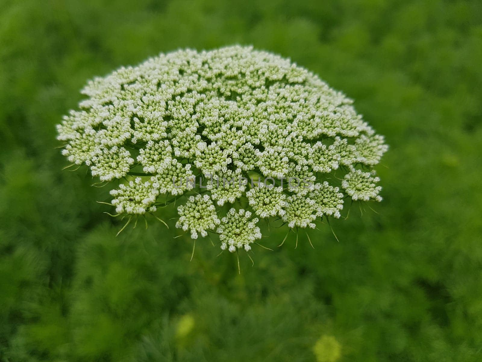 Bischofskraut ivisnaga Ammi Khella Zahnstocherkraut Khellakraut Heilpflanze
