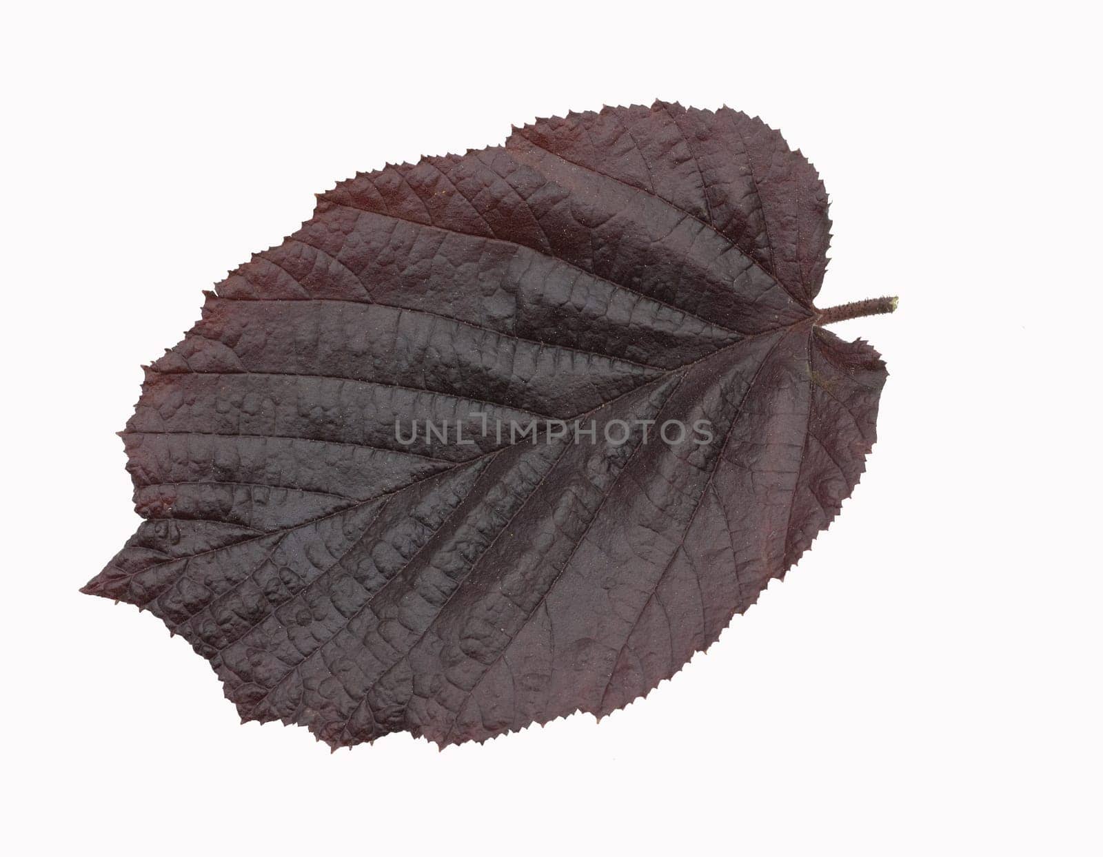 Haselnussblatt