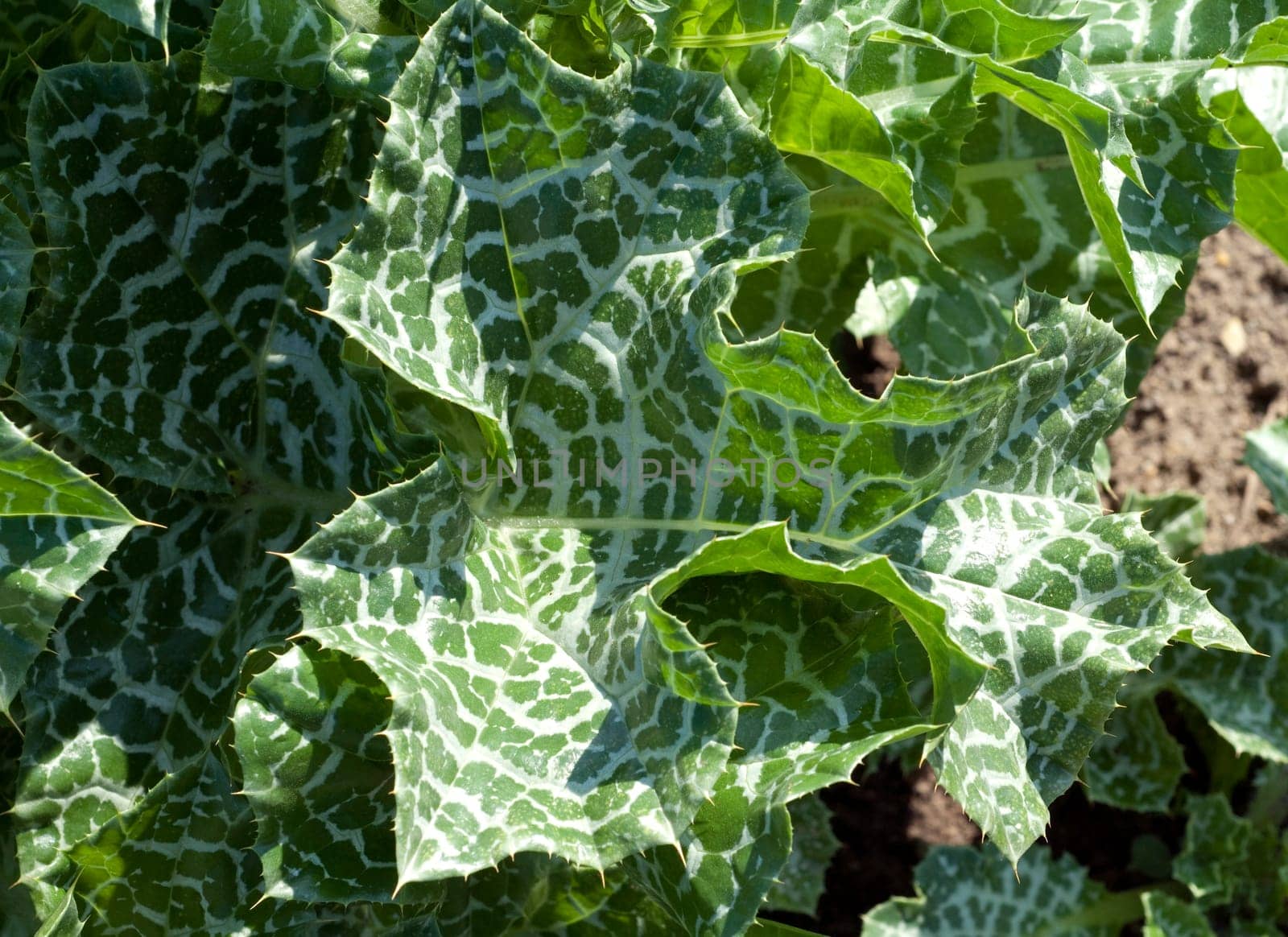 Mariendistel, Silybum marianum