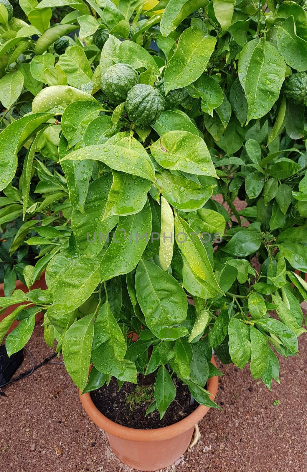Bitterorange, Citrus aurantium, auch Pomeranze genannt, ist eine exotische Frucht. Bitter orange, Citrus aurantium, also called bitter orange, is an exotic fruit.