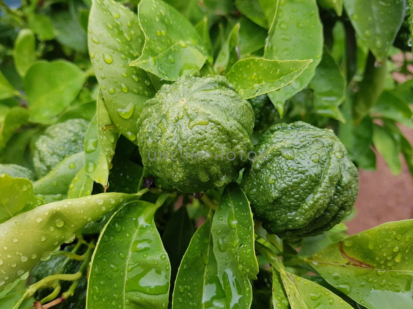 Bitterorange, Citrus aurantium, auch Pomeranze genannt, ist eine exotische Frucht. Bitter orange, Citrus aurantium, also called bitter orange, is an exotic fruit.