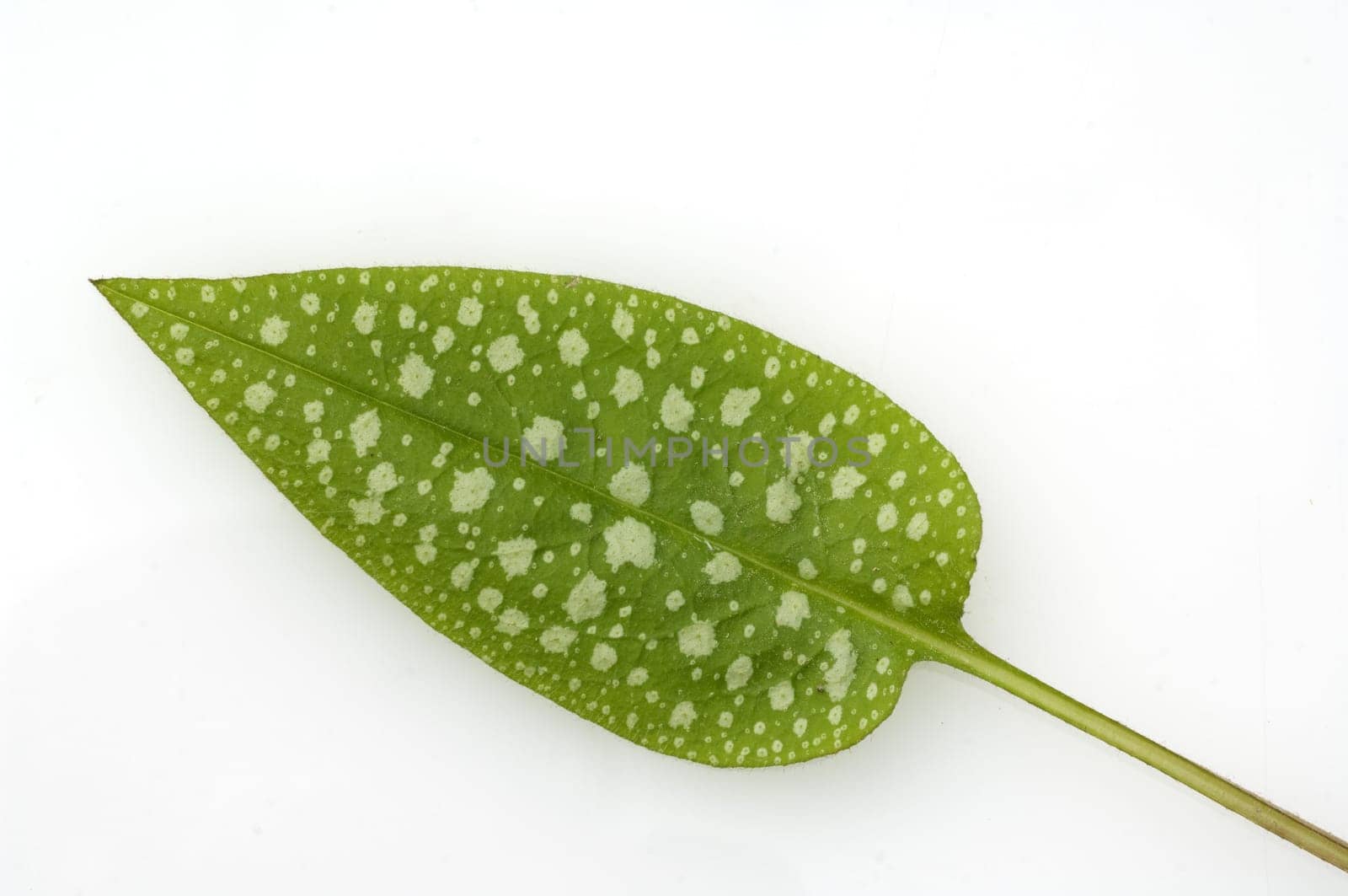 Blatt, Geflecktes Lungenkraut