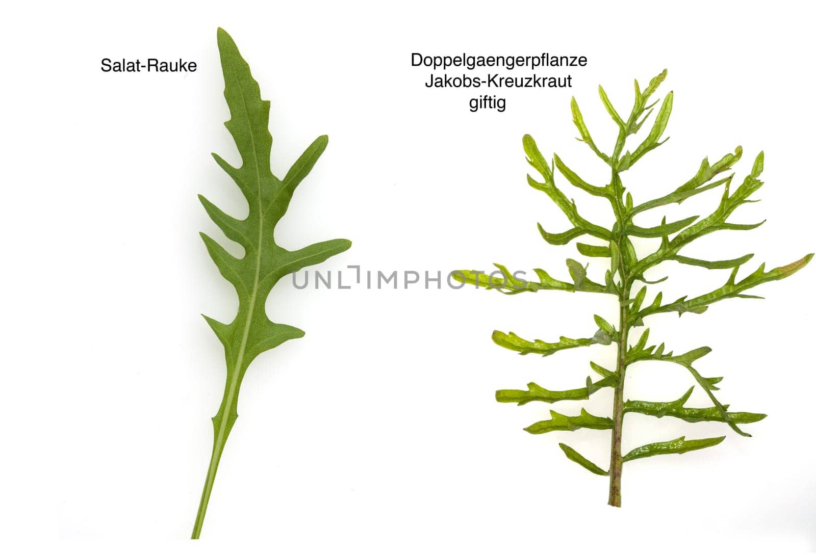 Blatt, Jakobs Kreuzkraut, Rauke, Rucola