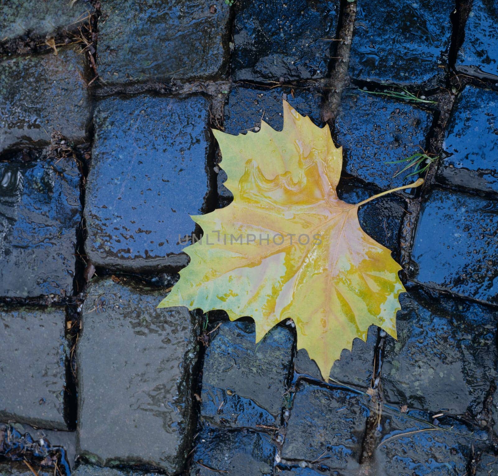Herbstblätter.
