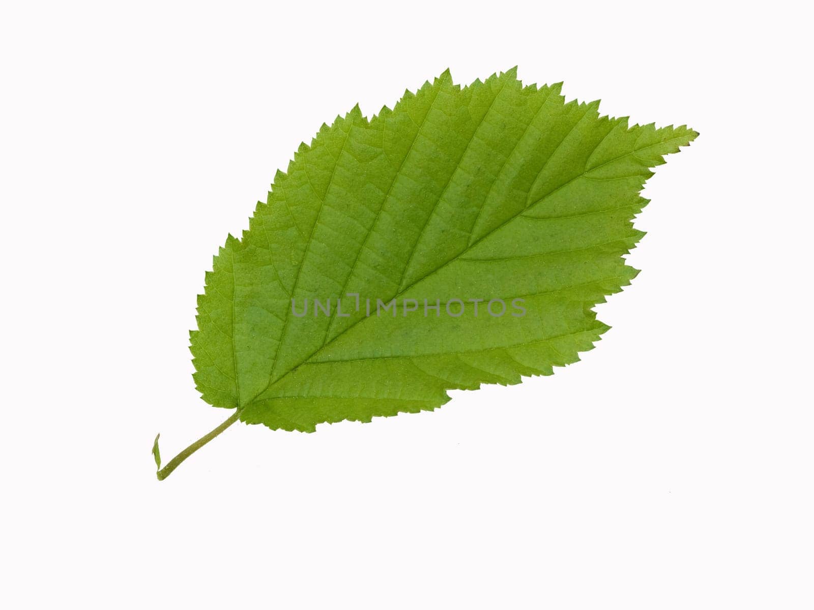 Haselnussblatt