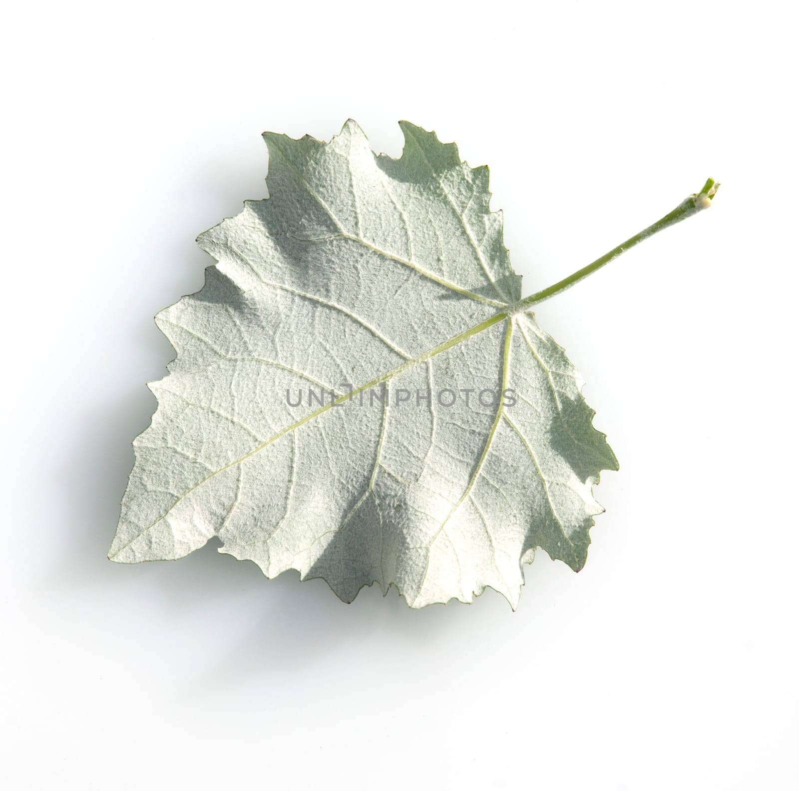 Blatt, Silberpappel, Populus alba