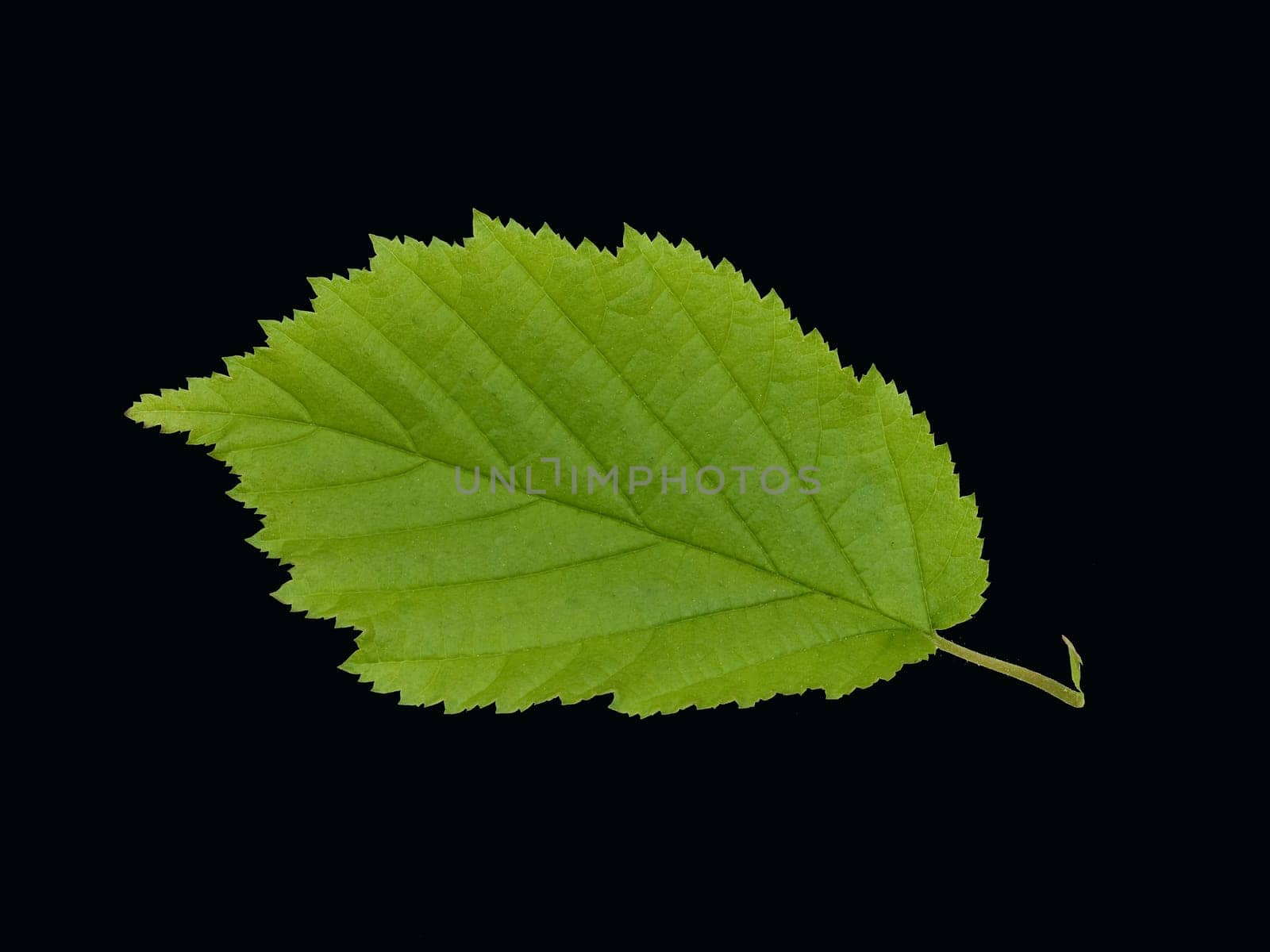 Haselnussblatt