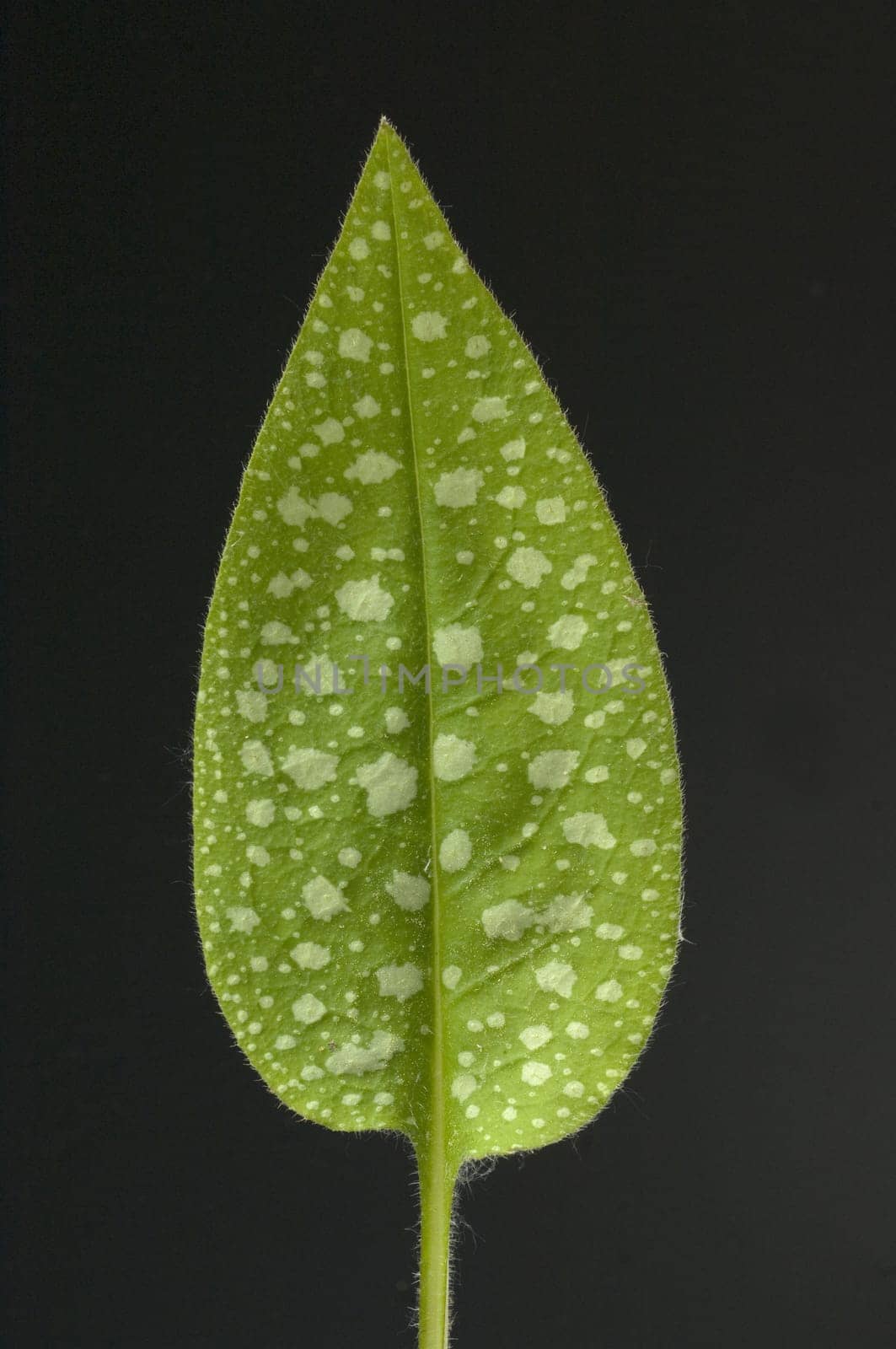 Blatt, Geflecktes Lungenkraut