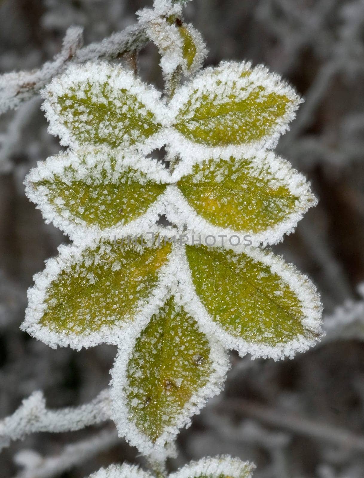 Blatt mit Rauhreif