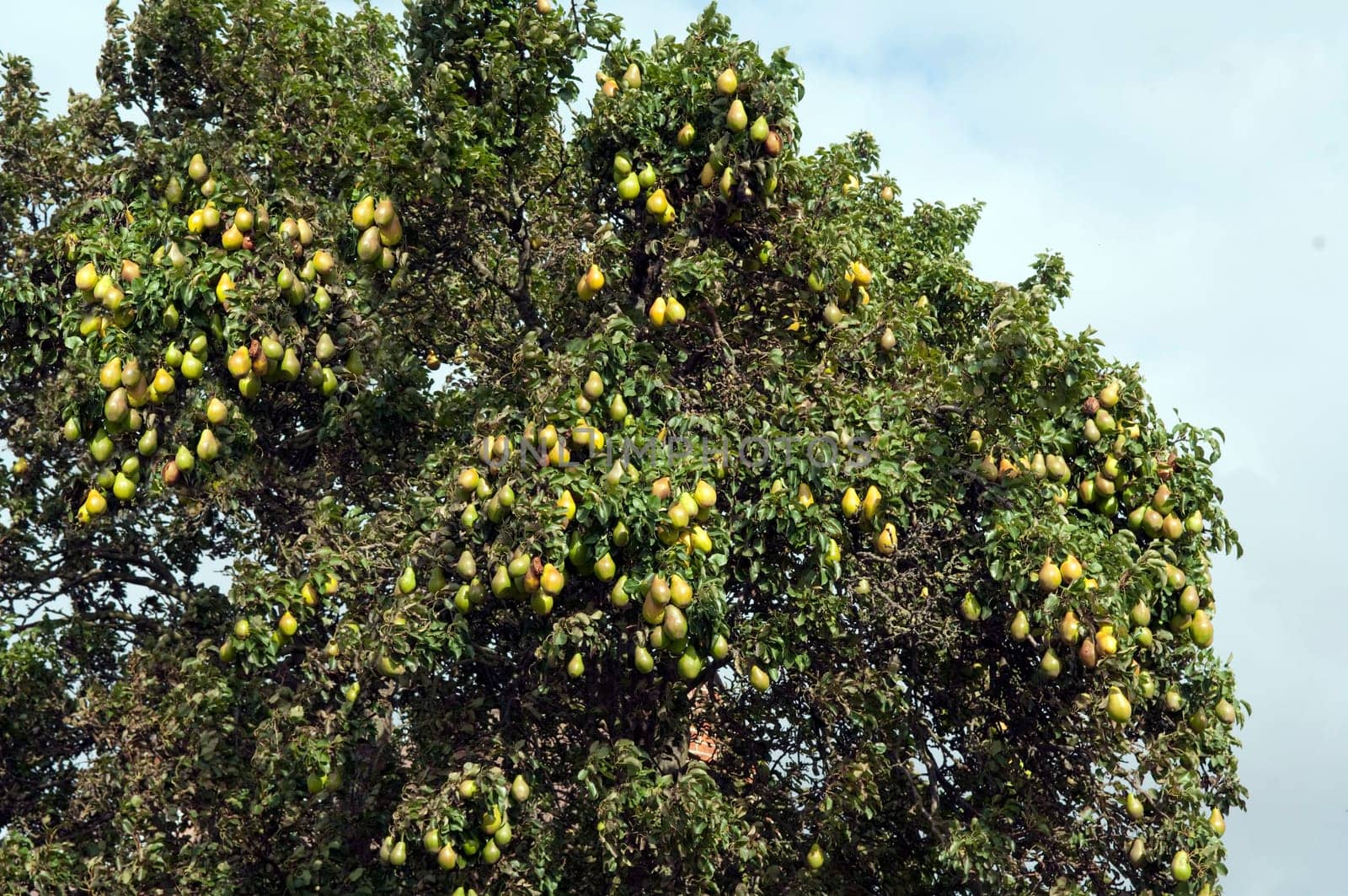 Birne, Pyrus communis